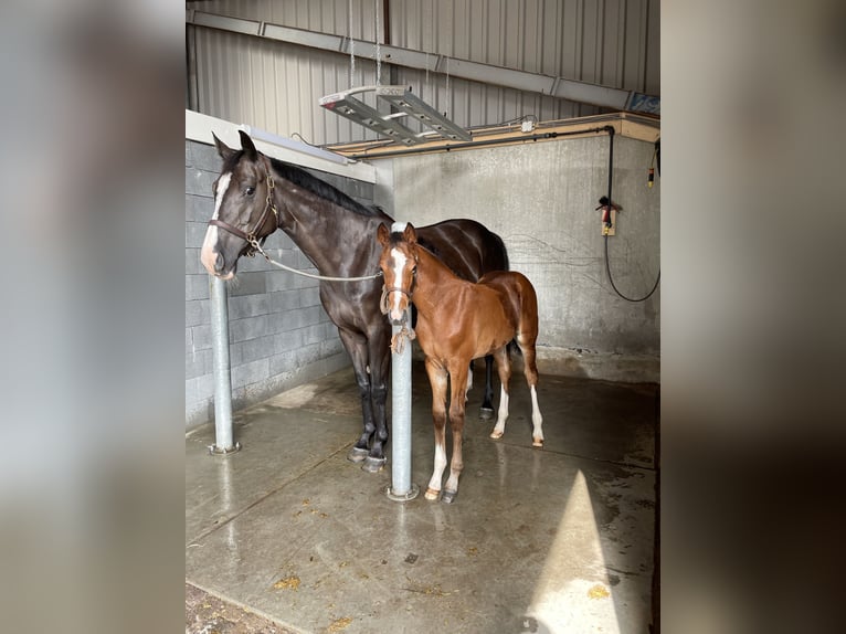 Holsteiner Merrie 13 Jaar 167 cm Zwartbruin in Bocholt