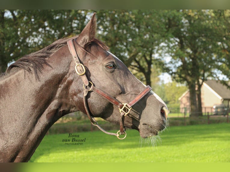 Holsteiner Merrie 13 Jaar 167 cm Zwartbruin in Bocholt