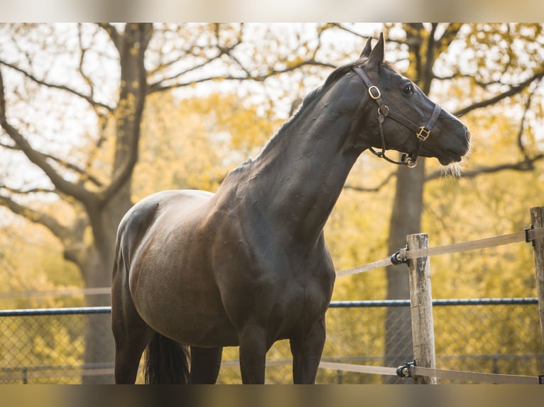 Holsteiner Merrie 13 Jaar 167 cm Zwartbruin in Bocholt