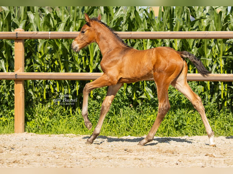 Holsteiner Merrie 13 Jaar 167 cm Zwartbruin in Bocholt