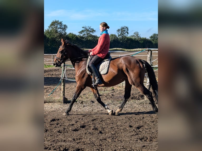 Holsteiner Merrie 13 Jaar 168 cm Bruin in Vaale