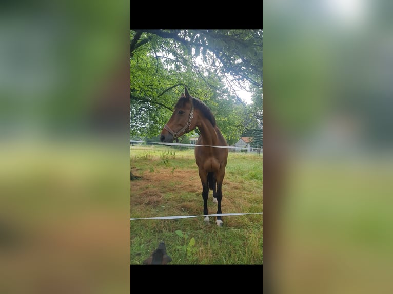 Holsteiner Merrie 13 Jaar 168 cm Bruin in Teuchern