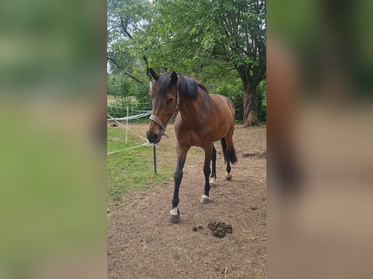 Holsteiner Merrie 13 Jaar 168 cm Bruin in Teuchern