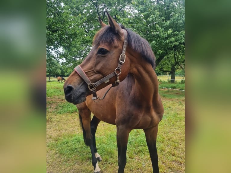 Holsteiner Merrie 13 Jaar 168 cm Bruin in Teuchern