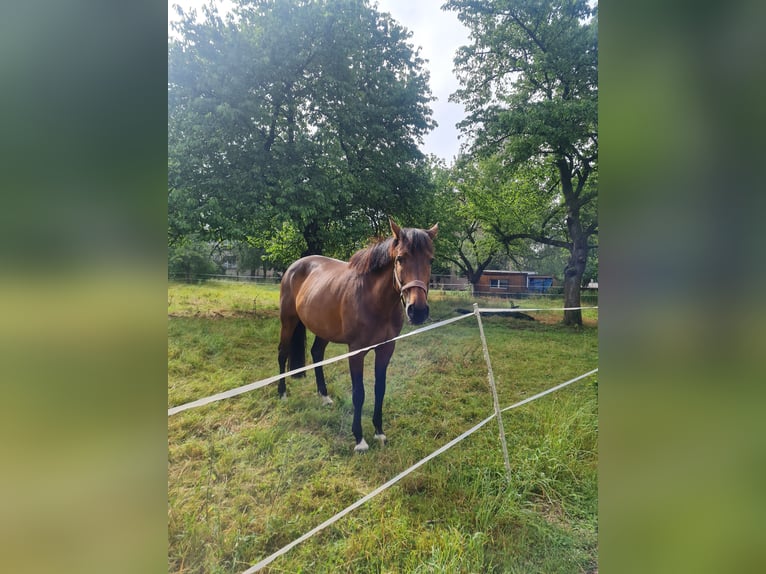 Holsteiner Merrie 13 Jaar 168 cm Bruin in Teuchern