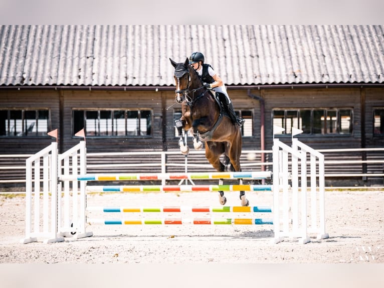 Holsteiner Merrie 13 Jaar 168 cm Donkerbruin in Zaręby