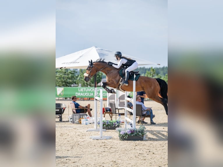 Holsteiner Merrie 13 Jaar 168 cm Roodbruin in Vilnius