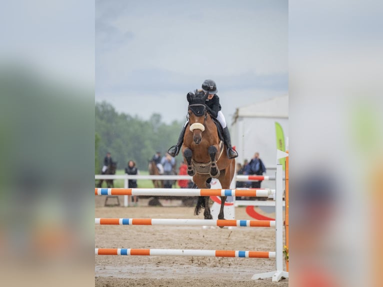 Holsteiner Merrie 13 Jaar 168 cm Roodbruin in Vilnius
