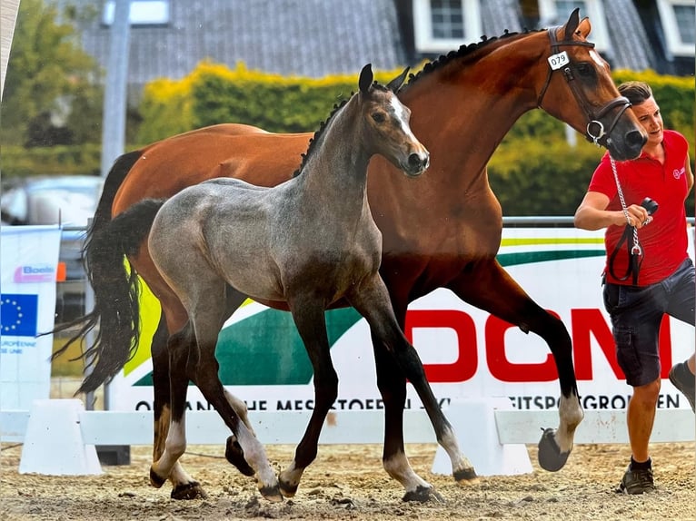 Holsteiner Merrie 13 Jaar 169 cm Bruin in Torhout