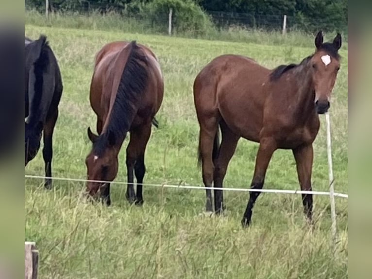 Holsteiner Merrie 13 Jaar 169 cm Bruin in Eichenzell