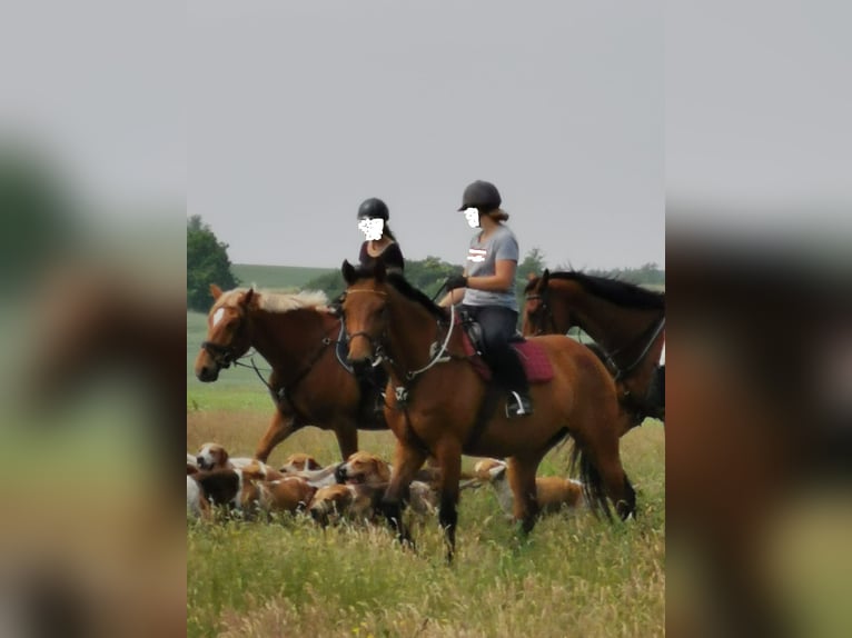 Holsteiner Merrie 13 Jaar 169 cm Bruin in Fensterbach