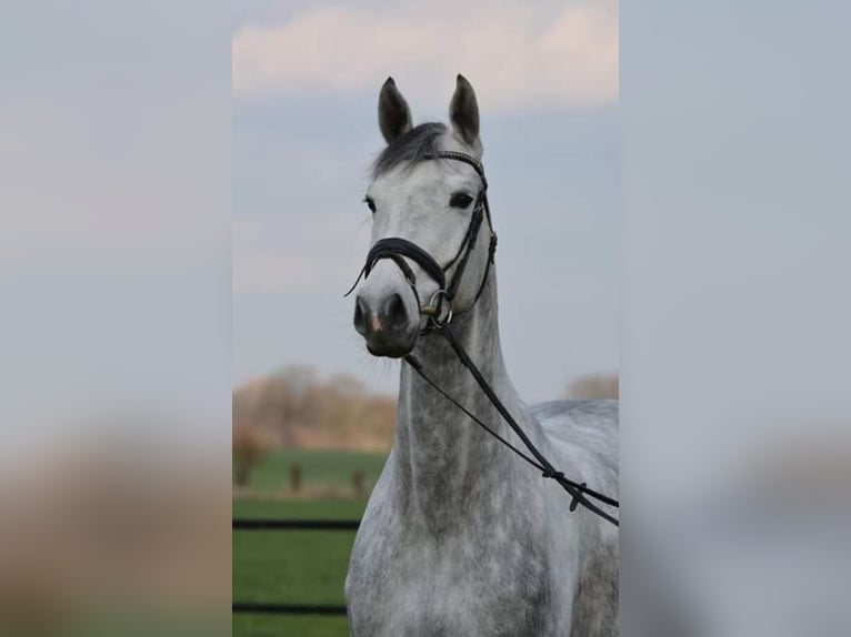 Holsteiner Merrie 13 Jaar 169 cm Schimmel in Ebreichsdorf