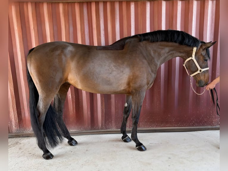 Holsteiner Merrie 13 Jaar 170 cm Bruin in Loipersbach im Burgenland