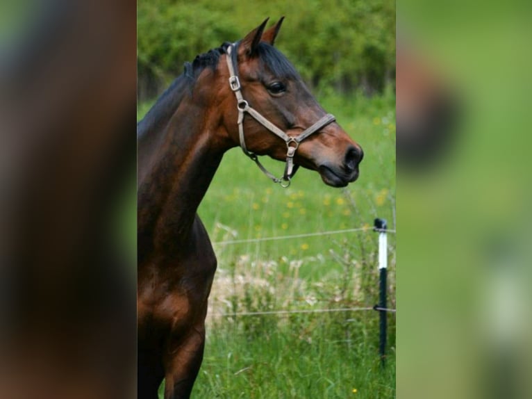 Holsteiner Merrie 13 Jaar 170 cm Bruin in Straelen
