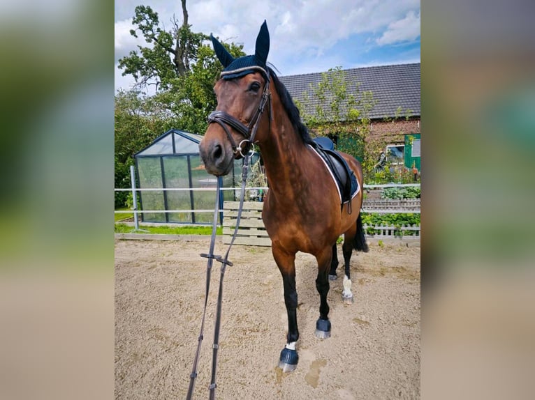 Holsteiner Merrie 13 Jaar 170 cm Bruin in Straelen