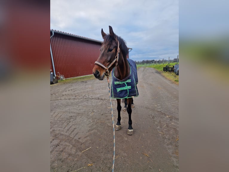 Holsteiner Merrie 13 Jaar 170 cm Donkerbruin in Modautal