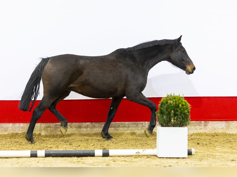 Holsteiner Merrie 13 Jaar 170 cm Donkerbruin in Waddinxveen