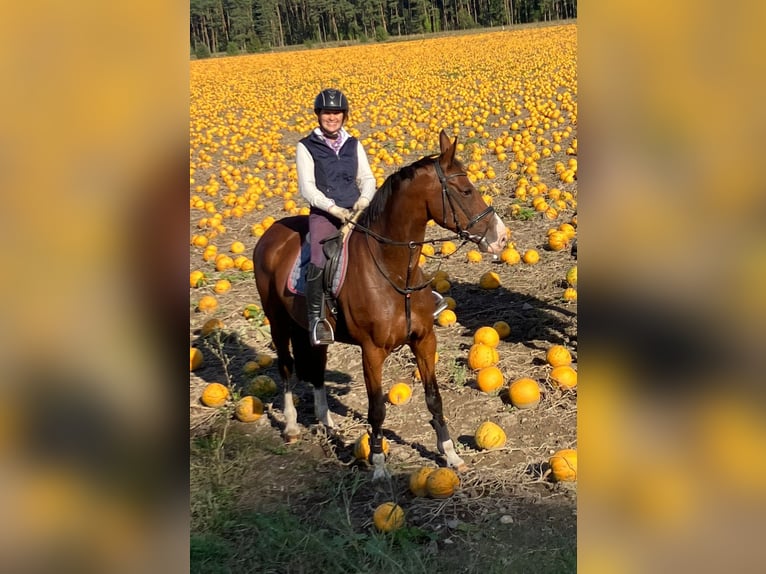 Holsteiner Merrie 13 Jaar 170 cm Lichtbruin in Rantrum