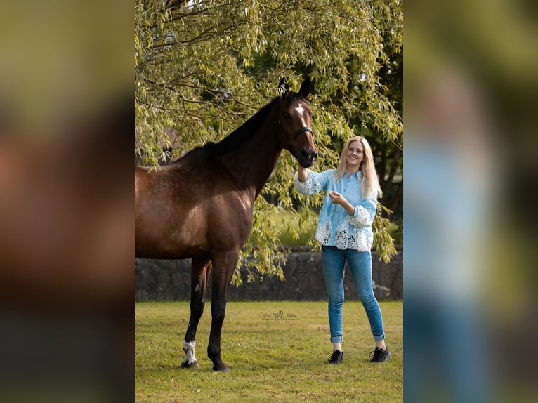 Holsteiner Merrie 13 Jaar 171 cm Bruin in Kleve