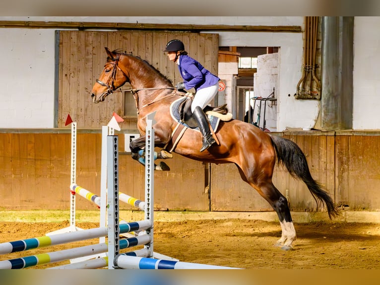 Holsteiner Mix Merrie 13 Jaar 172 cm Bruin in Bissendorf