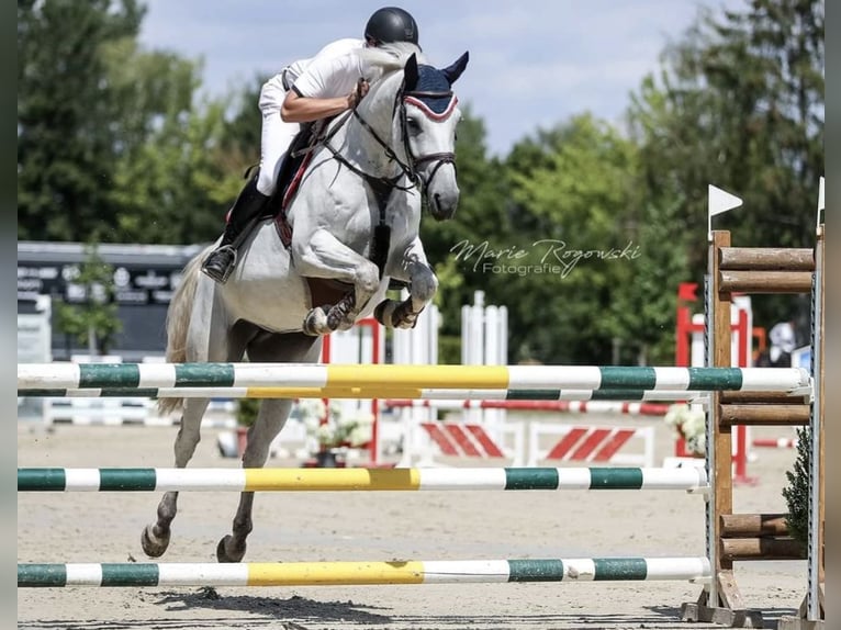 Holsteiner Merrie 13 Jaar 172 cm Schimmel in Bad König