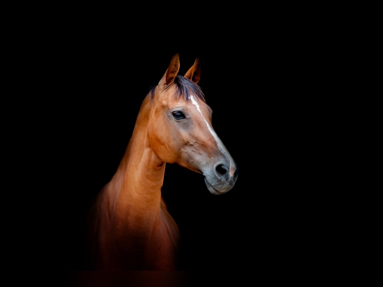 Holsteiner Merrie 13 Jaar 173 cm Lichtbruin in Rostock