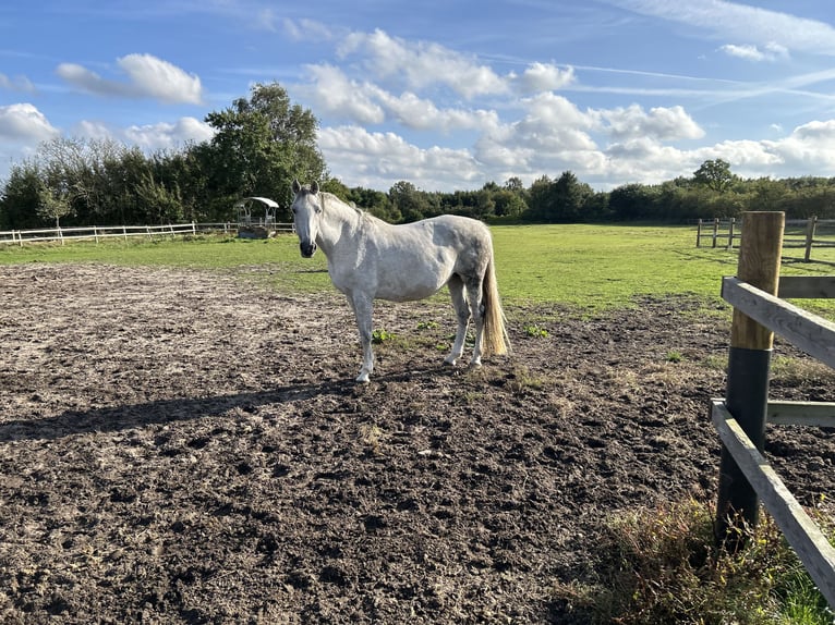 Holsteiner Merrie 13 Jaar 174 cm Schimmel in Idstedt