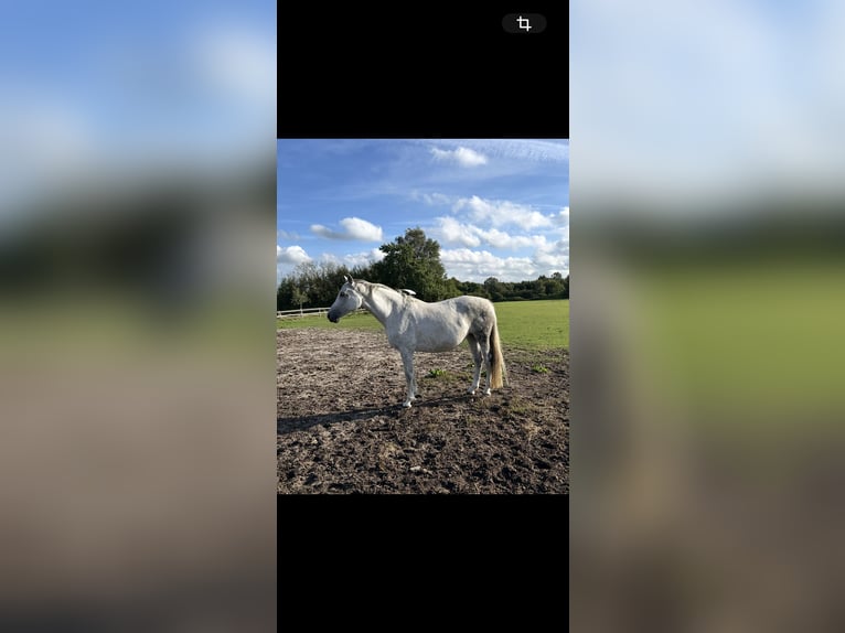 Holsteiner Merrie 13 Jaar 174 cm Schimmel in Idstedt