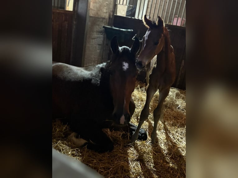 Holsteiner Merrie 13 Jaar 175 cm Donkerbruin in Petershagen