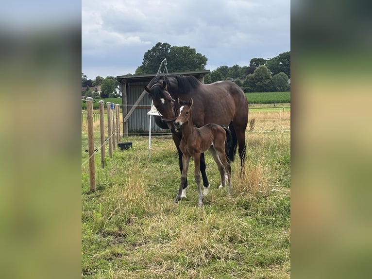 Holsteiner Merrie 13 Jaar 175 cm Donkerbruin in Petershagen