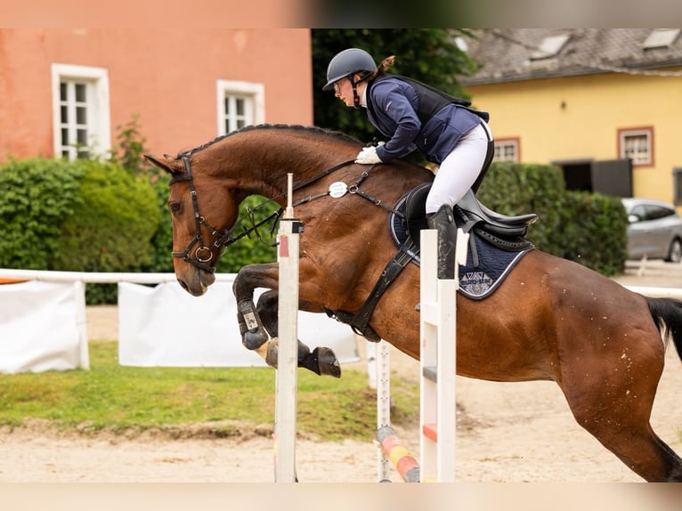 Holsteiner Merrie 13 Jaar 176 cm Bruin in Gerolstein