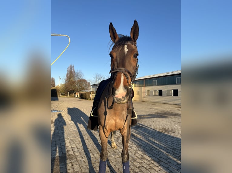 Holsteiner Merrie 13 Jaar Bruin in Friedbergberg