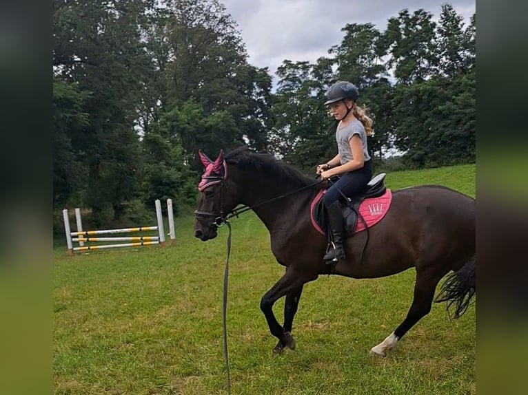 Holsteiner Merrie 14 Jaar 162 cm Donkerbruin in Lemgow