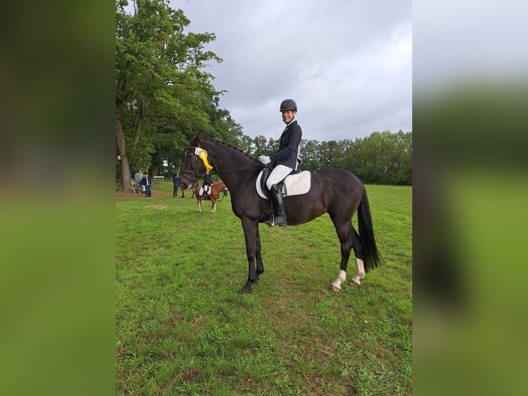 Holsteiner Merrie 14 Jaar 162 cm Donkerbruin in Lemgow