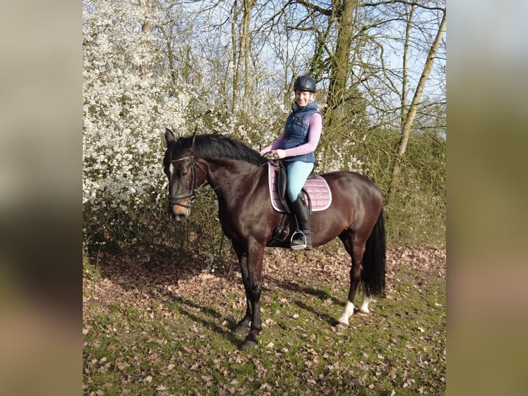 Holsteiner Merrie 14 Jaar 162 cm Donkerbruin in Lemgow