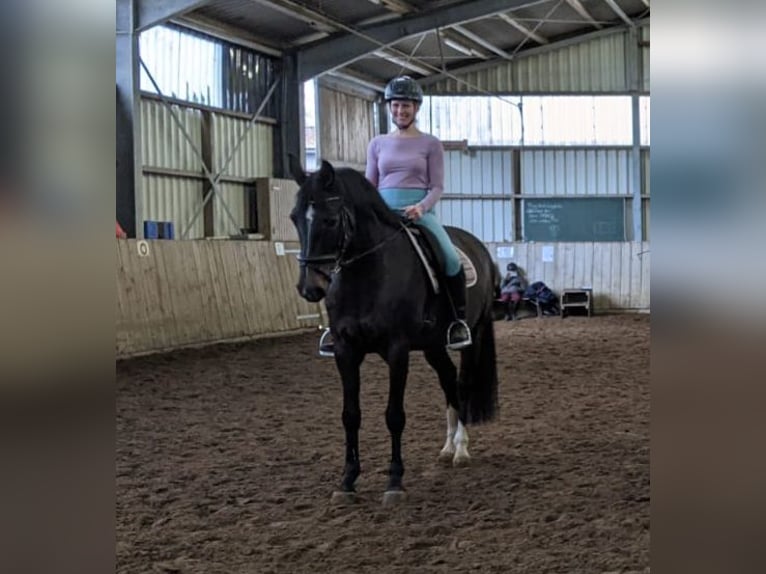 Holsteiner Merrie 14 Jaar 162 cm Donkerbruin in Lemgow