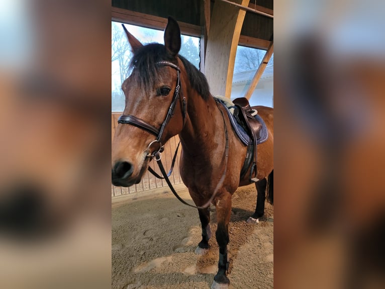 Holsteiner Merrie 14 Jaar 164 cm Bruin in Schmilau