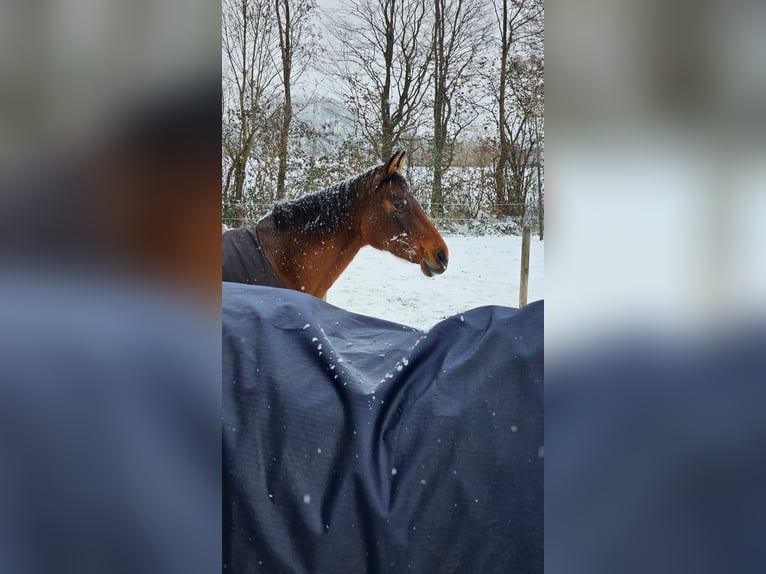 Holsteiner Merrie 14 Jaar 164 cm Bruin in Heeßel