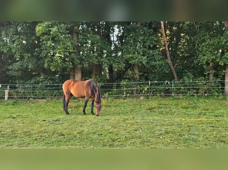 Holsteiner Merrie 14 Jaar 164 cm Bruin in Heeßel