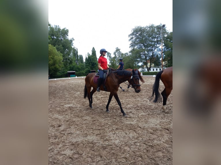 Holsteiner Merrie 14 Jaar 165 cm Bruin in Bad Wildungen