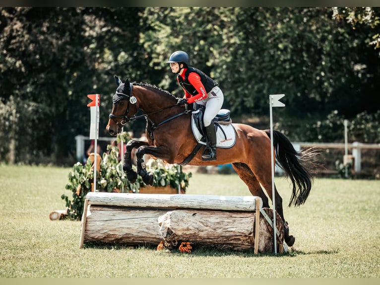 Holsteiner Merrie 14 Jaar 165 cm Bruin in Bad Wildungen