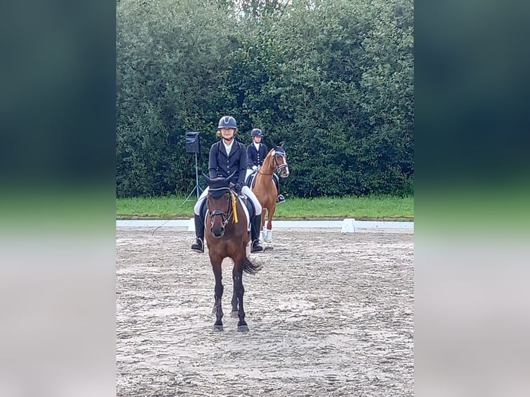 Holsteiner Merrie 14 Jaar 165 cm Bruin in Bad Wildungen