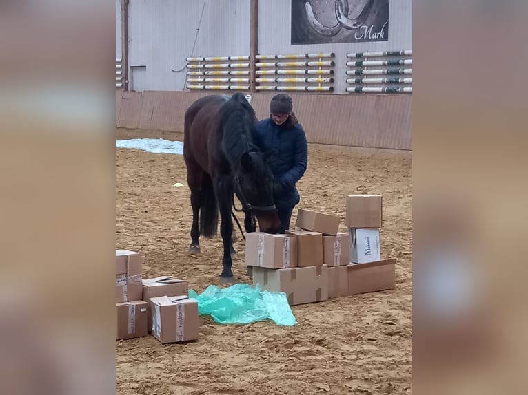 Holsteiner Merrie 14 Jaar 165 cm Bruin in Bad Wildungen