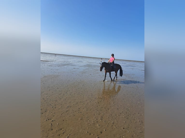 Holsteiner Merrie 14 Jaar 165 cm Bruin in Bad Wildungen