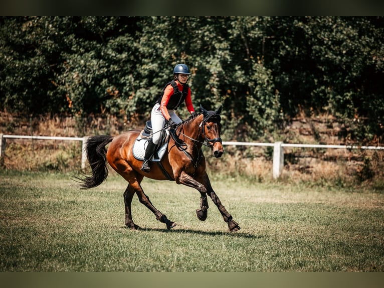 Holsteiner Merrie 14 Jaar 165 cm Bruin in Bad Wildungen