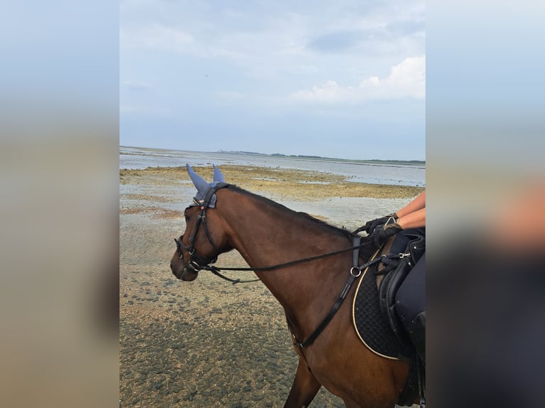 Holsteiner Merrie 14 Jaar 165 cm Bruin in Bad Wildungen