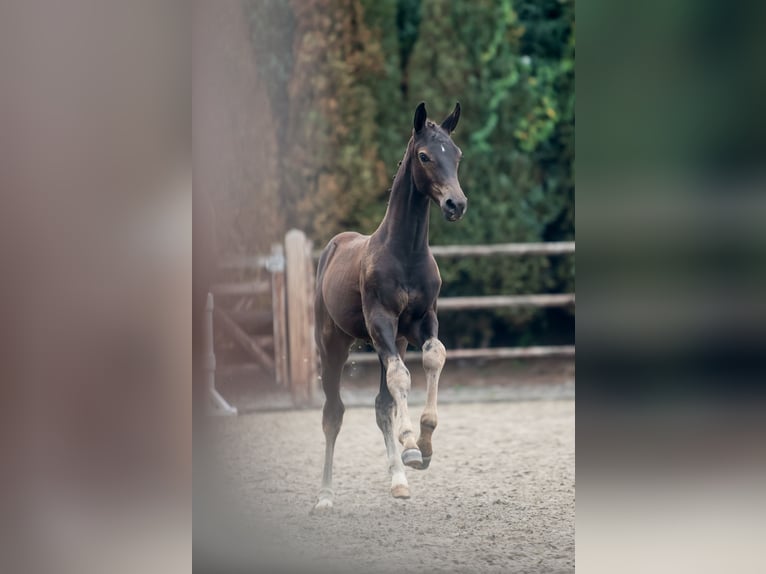 Holsteiner Merrie 14 Jaar 165 cm Bruin in Waddinxveen