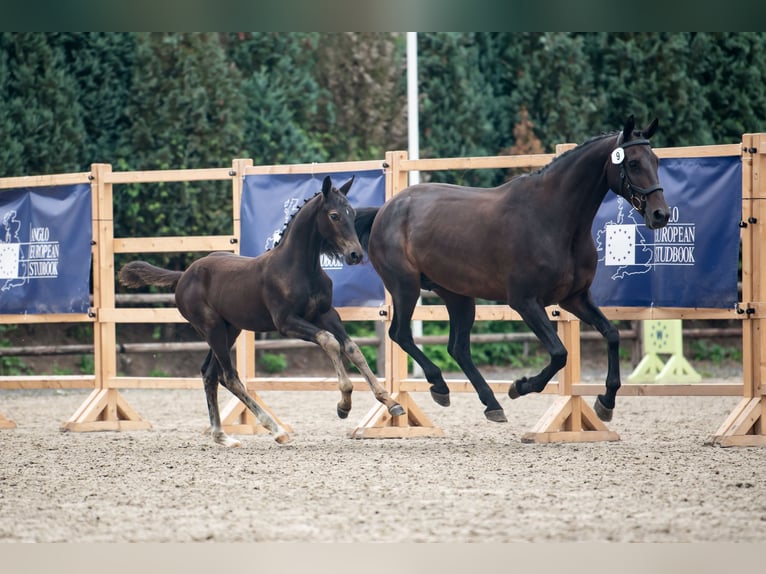 Holsteiner Merrie 14 Jaar 165 cm Bruin in Waddinxveen