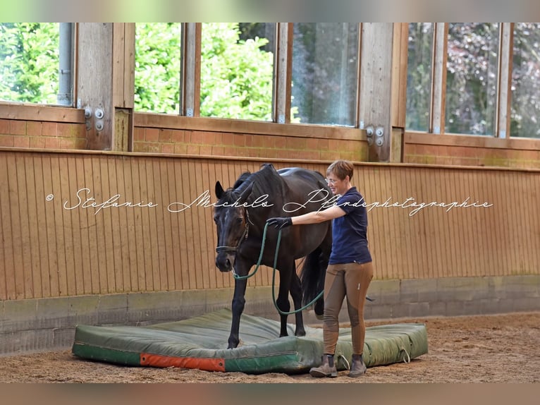 Holsteiner Merrie 14 Jaar 165 cm Donkerbruin in Bendestorf