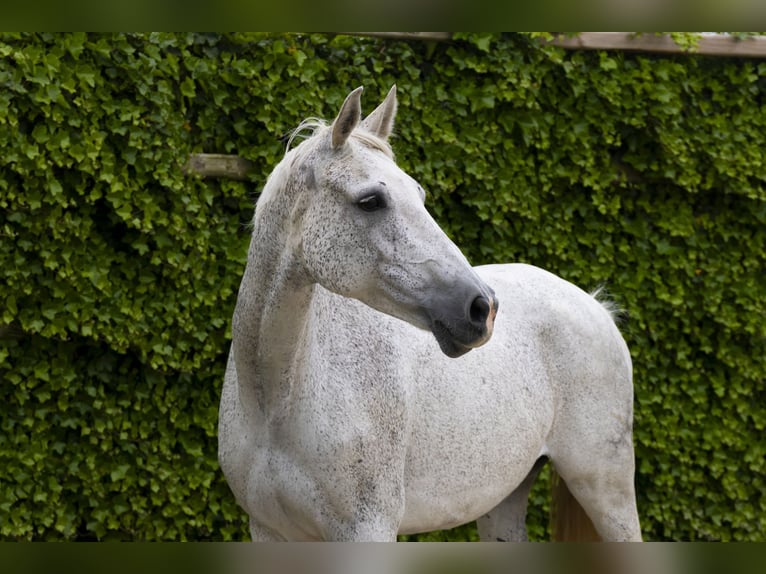 Holsteiner Merrie 14 Jaar 167 cm Schimmel in Waddinxveen
